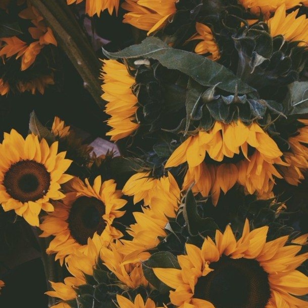 Meet your Posher, Sonya